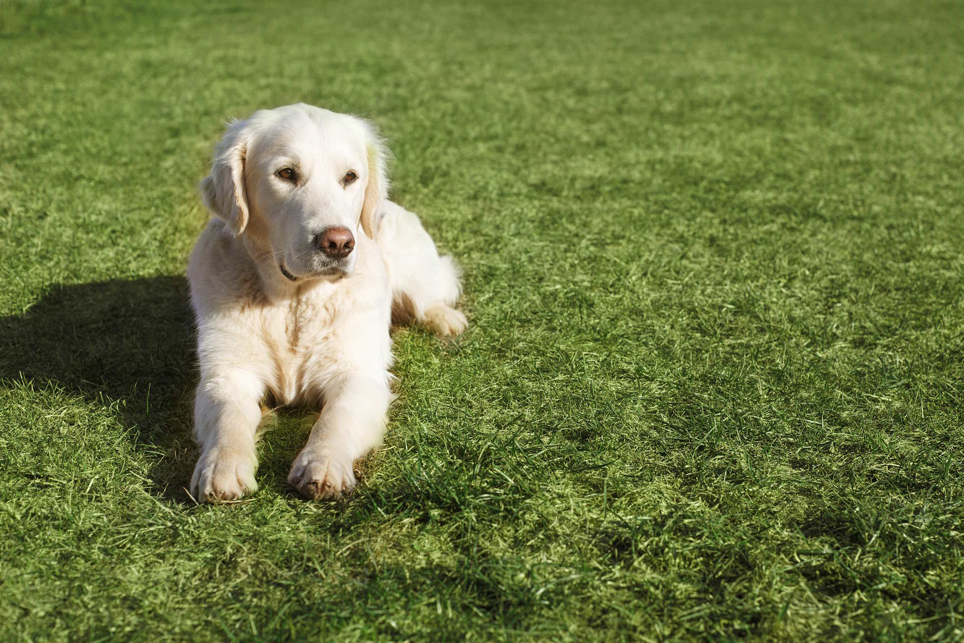Waggle Wild Dog Park