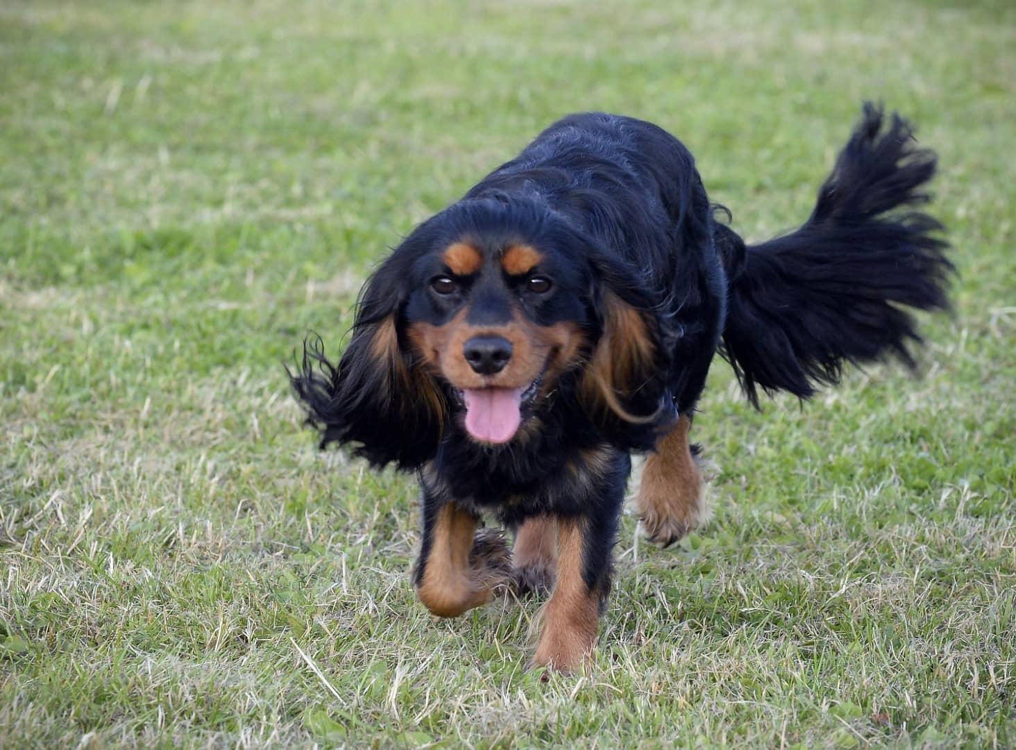 dog in the field